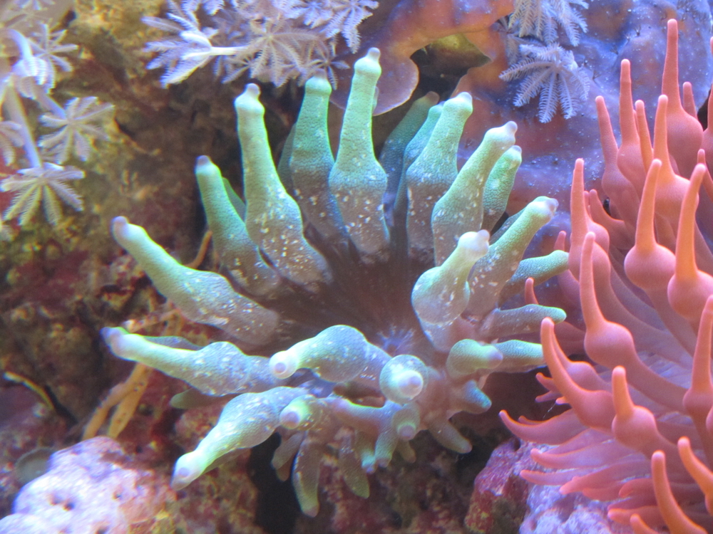 Meerwasser Korallen Anemonen eigene Nachzucht
