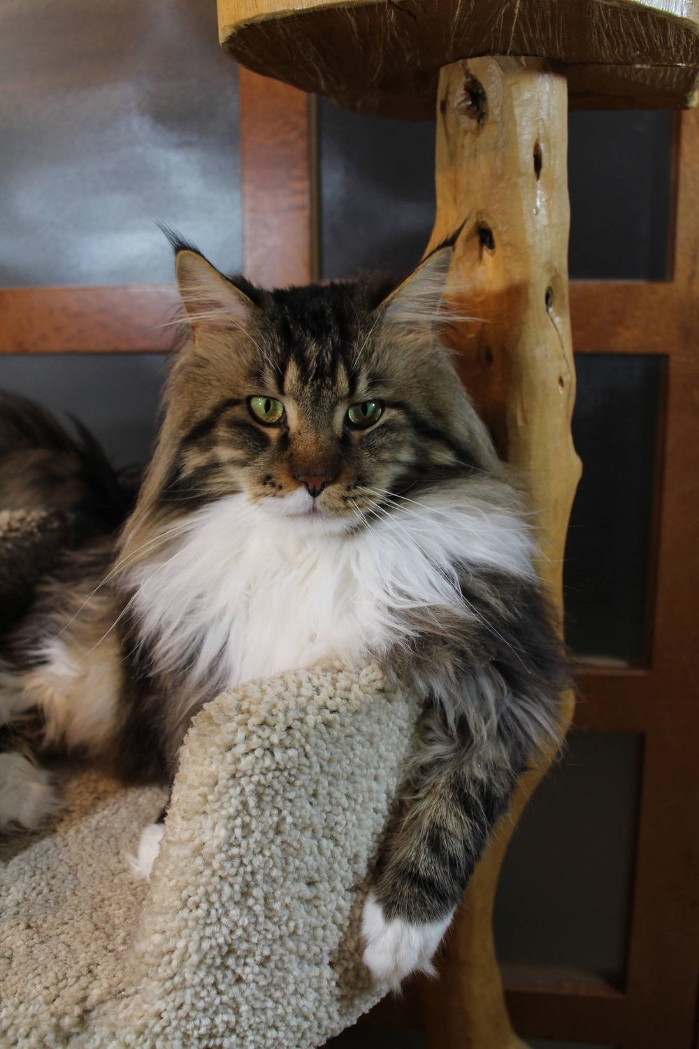 Erfahrener reinrassiger Maine Coon Deckkater Miro freut sich über Katzenbesuch (kein Verkauf)