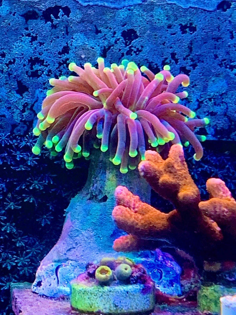 Korallen, auch große Stücke SPS und LPS