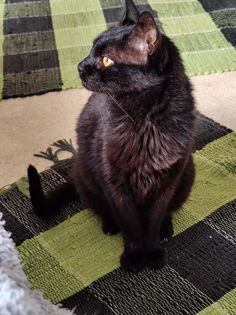 Unsere hübsche und menschenverliebte Katzenseniorin Joya sucht ein neues Kuschelkörbchen