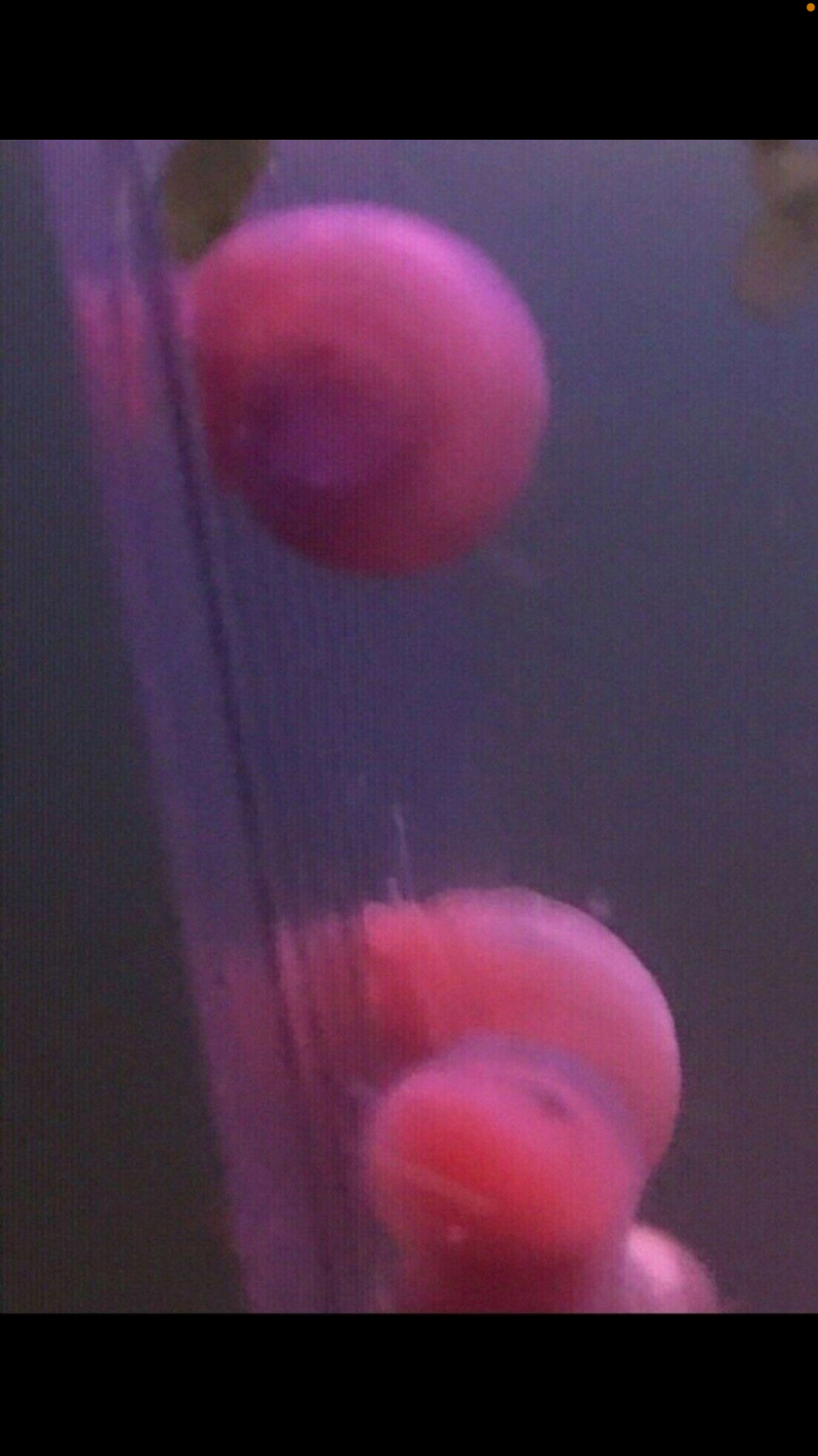 Posthornschnecken Rosa Pink Aquarium