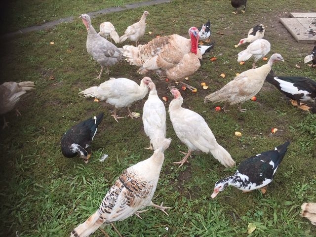Puten, Landputen, mittelschwere Rasse, weiss/rot 1 Hahn und 3 Hennen aus Sommer 2019 abzugeben