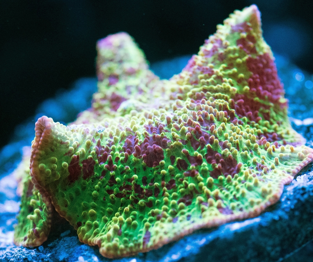 Verschiedene Korallen & Anemonen