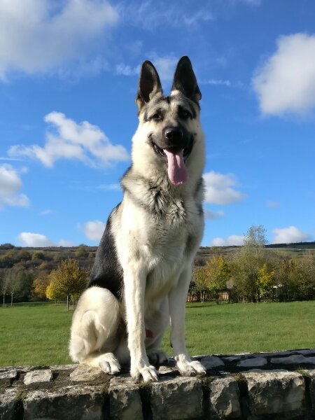 Deckrüde Osteuropäischer Schäferhund