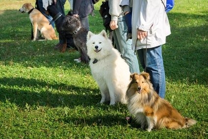 Hundeführerschein (Sachkundeprüfung D. O.Q.-Test 2.0)
