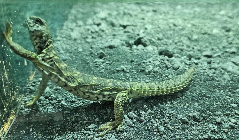geschmückte Dornschwanzagame Uromastyx ornata