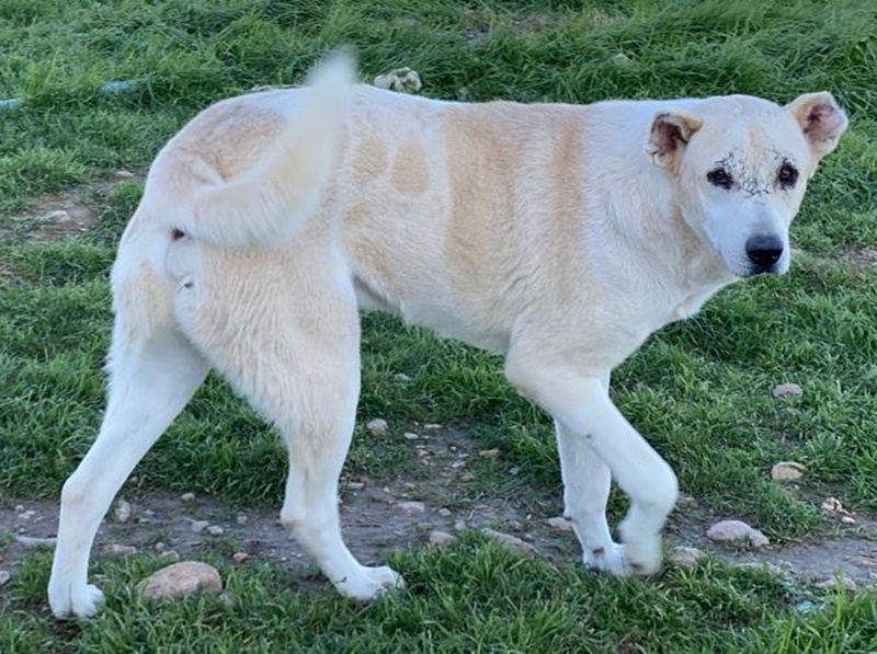Pippo, geb. ca. 12/2020, in GRIECHENLAND, auf Gelände, auf dem die Hunde notdürftig versorgt werden