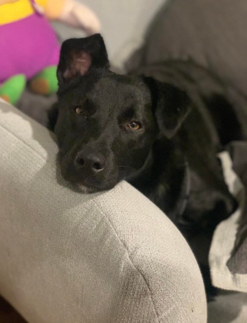 LUNA -auf der Suche nach Geborgenheit! Wer hat ein Körbchen frei?