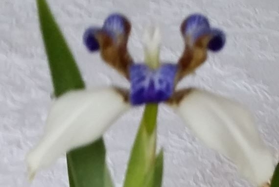 Neomarica = Brasilianische Iris Wanderiris Monstera Callisia Forellenbegonie Leuconeura Hoya
