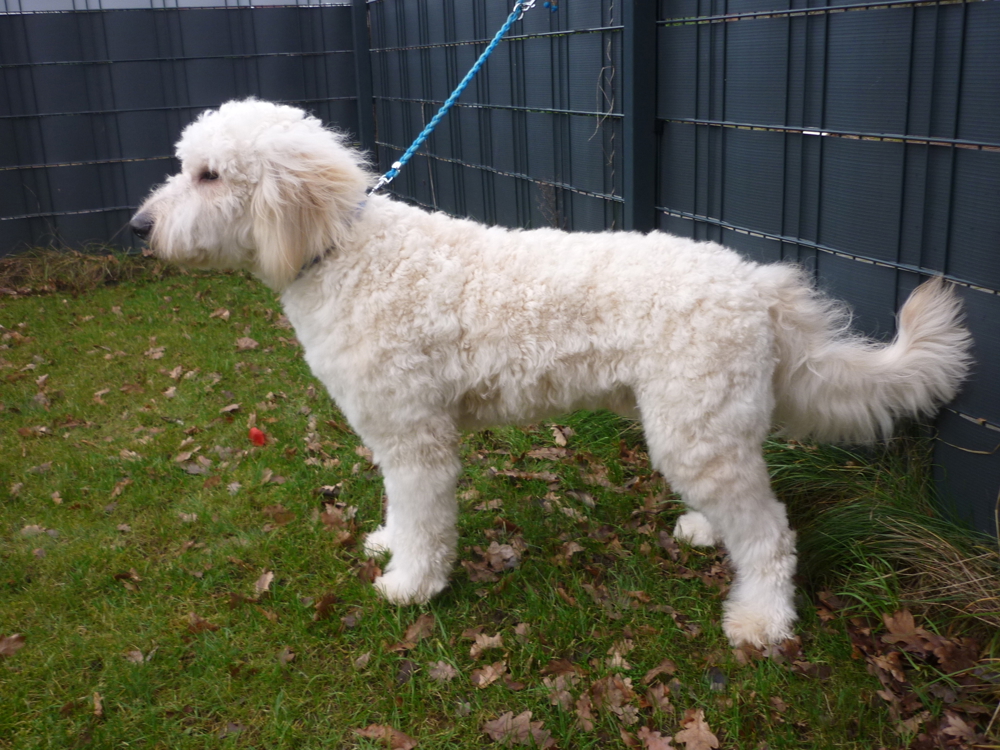 Goldendoodle gekörter Deckrüde  - kein Verkauf - nur Deckakt