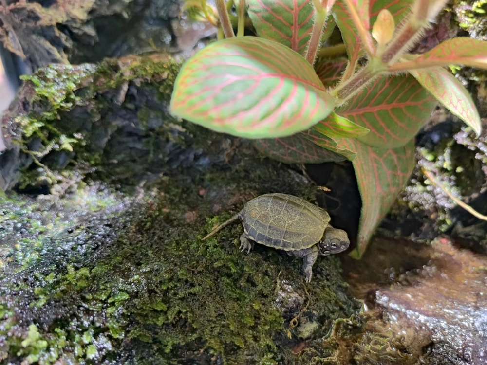Chin. Dreikiel-Wasserschildkröten Babys  Mauremys reevesii