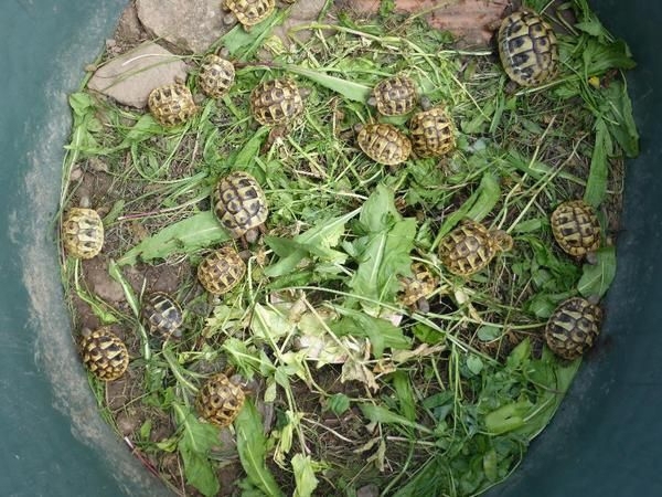 Griechische Landschildkröten