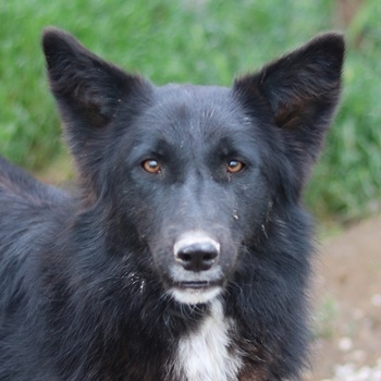 Brooklyn, geb. ca. 08/2020, lebt in GRIECHENLAND, im städt. Tierheim Serres