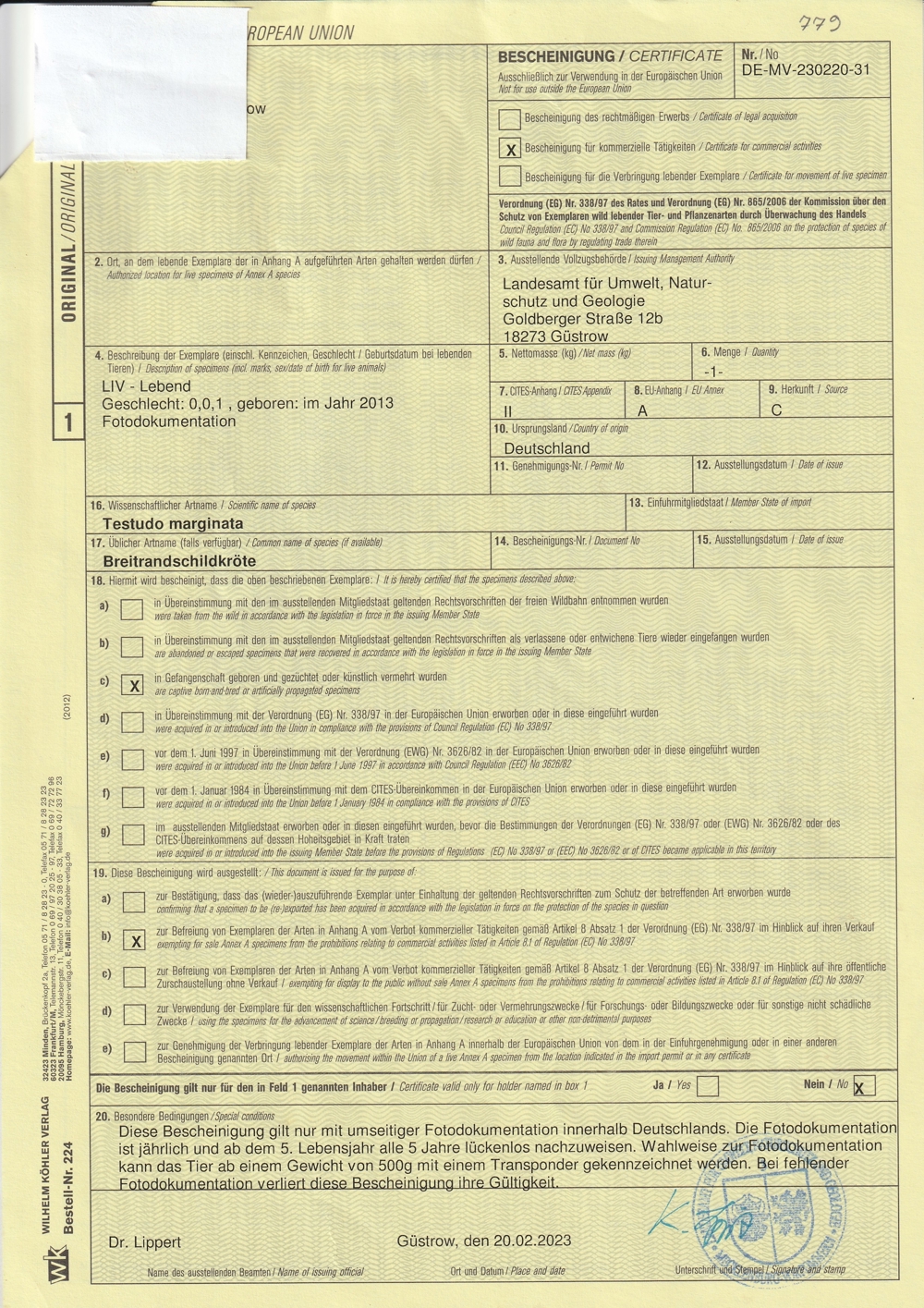Breitrandschildkröte, Testudo marginata