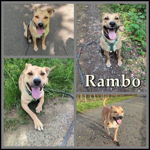 Rambo sucht ein Zuhause