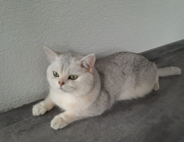 BKH Deckkater Silver Shaded mit Stammbaum, Blutgruppe A