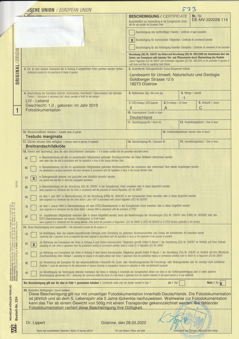 Männliche Breitrandschildkröte, Testudo marginata