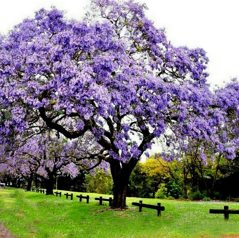 Blauglockenbaum (Paulownia Tomentosa) *SAATGUT*