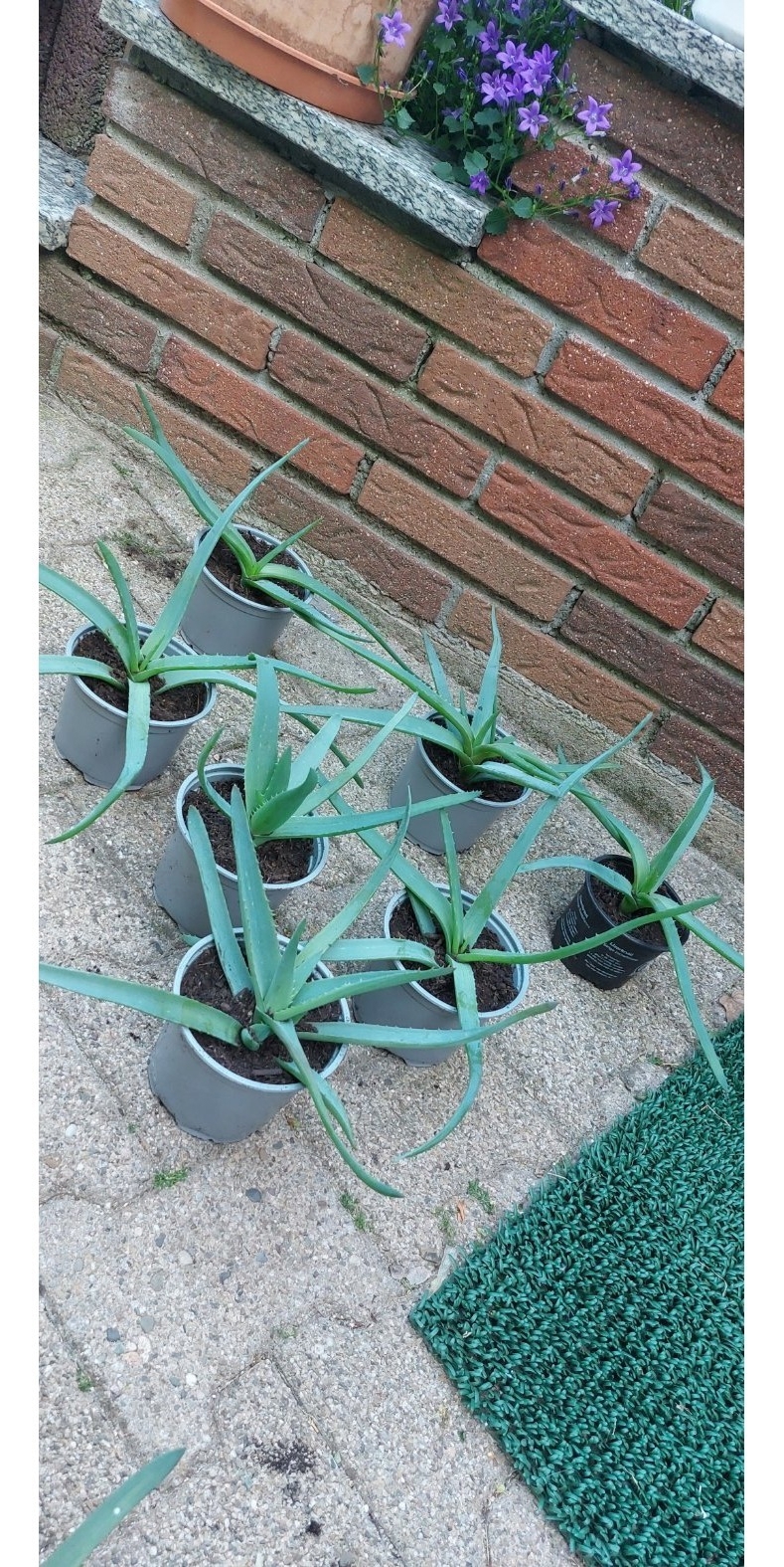 Aloe Vera Bio zuverkaufen
