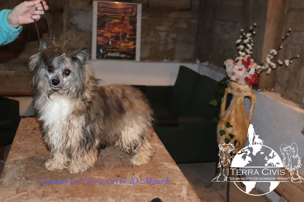 Zuchtrüde - Stud - kein Verkauf 