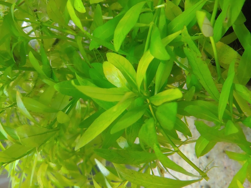 Robuste Wasser-Pflanzen für``s Aquarium.