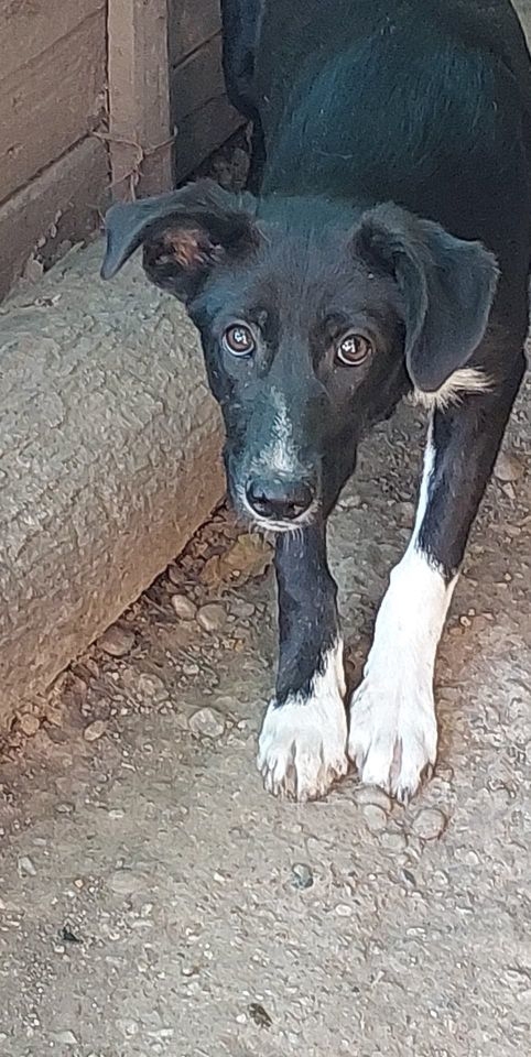 Zuckerschnute Finka möchte nach Hause