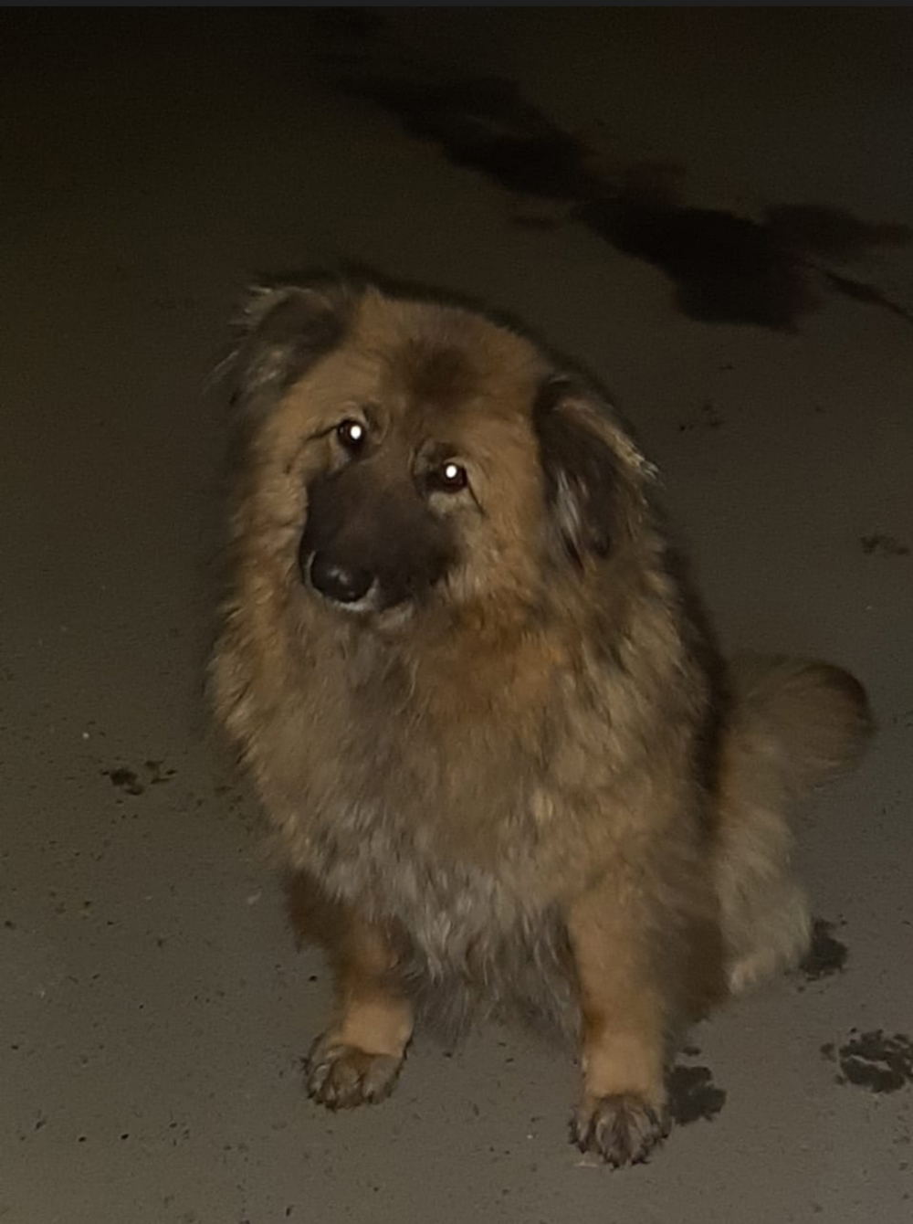  Lebensfrohe Zottel-Dame Hope sucht erfahrene Menschen