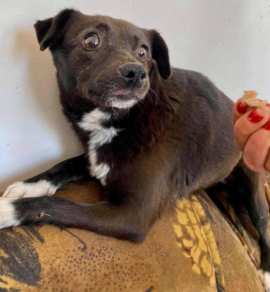 Angstmaus HALONA auch sie hat Ihr Glück bei erfahrenen Menschen verdient!