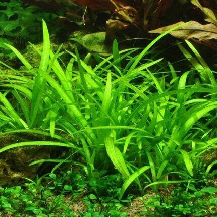 Wasserpflanze Ableger Sagittaria (Pfeilkraut)