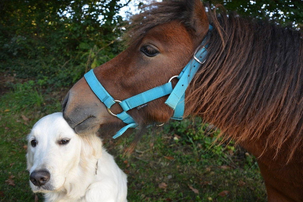 Online-   Praxis-Seminare für Halter von Hunden   Pferden