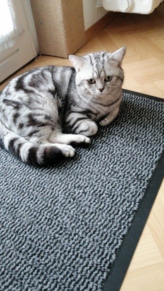 Reinrassige BKH Deckkater black silver classic tabby