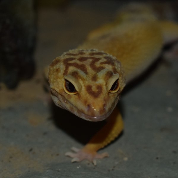 Leopardgeckos 
