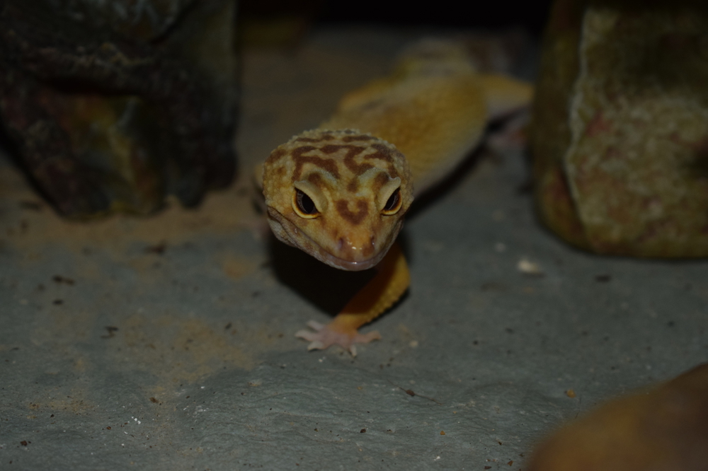 Leopardgecko "Aitana"