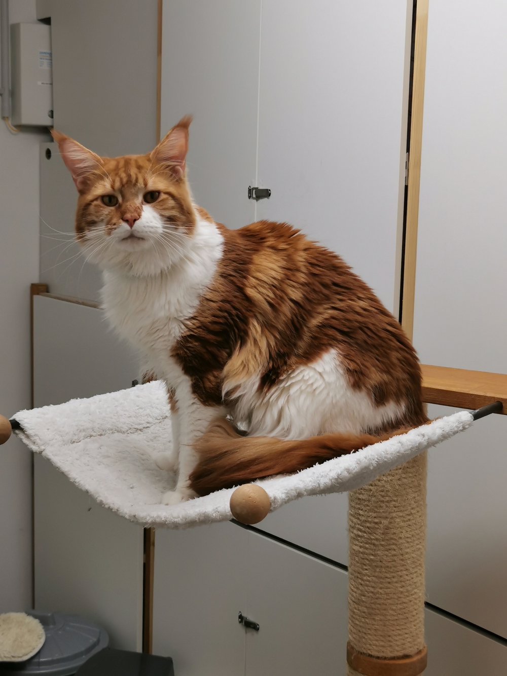 MaineCoon Deckkater red-tabby-white