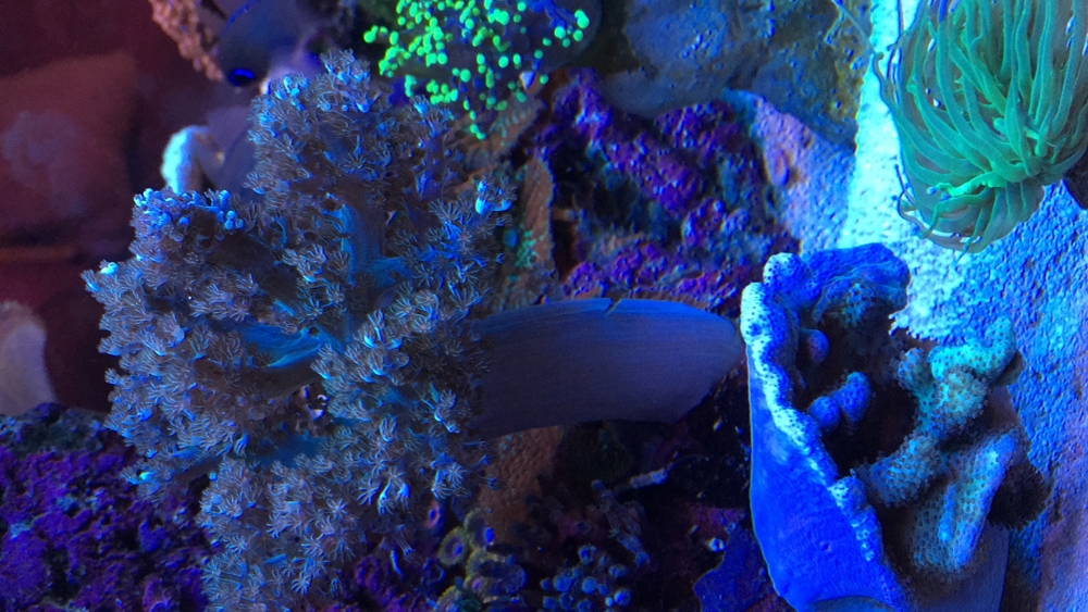 Koralle Keniabäumchen S,M,L ab 5EUR Meerwasser Aquarium