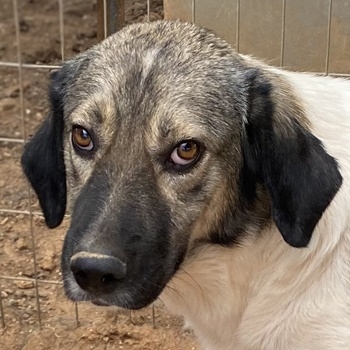 ace, geb. ca. 10/2019, in GRIECHENLAND, auf Gelände, auf dem die Hunde notdürftig versorgt werden