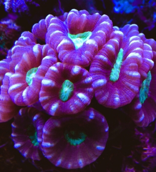 Caulastrea 3-farbig pro Kopf Meerwasser Aquarium
