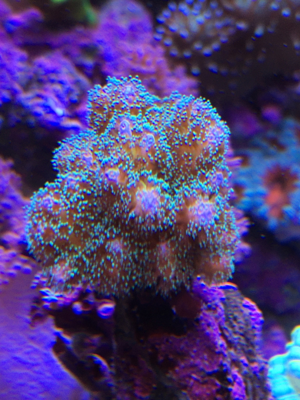 Korallen SPS Pocillopora damicornis Meerwasser Aquarium