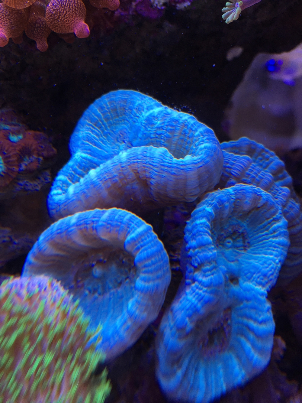Korallen LPS Caulastrea Meerwasser Aquarium