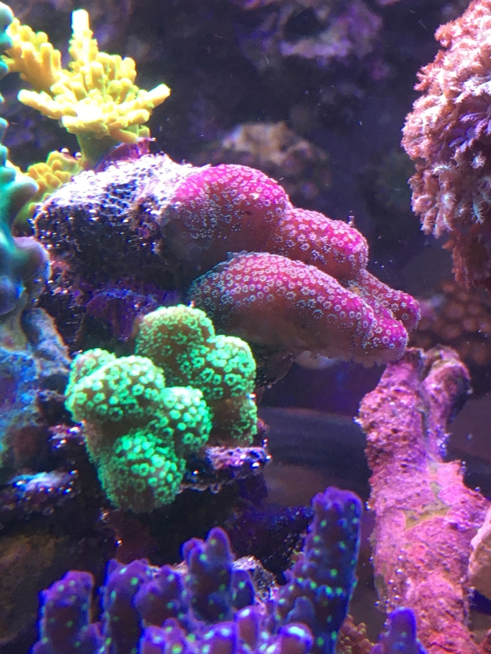 Stylophora Koralle rainbow, fliederfarben, pink und lila/blau Meerwasser Aquarium