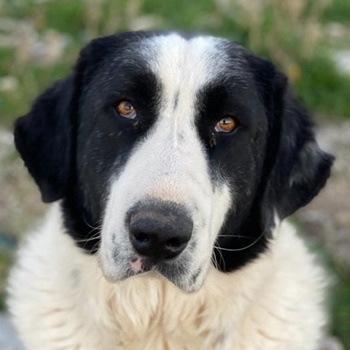 Pirate, geb. ca. 12/2018, in GRIECHENLAND, auf Gelände, auf dem die Hunde notdürftig versorgt werden