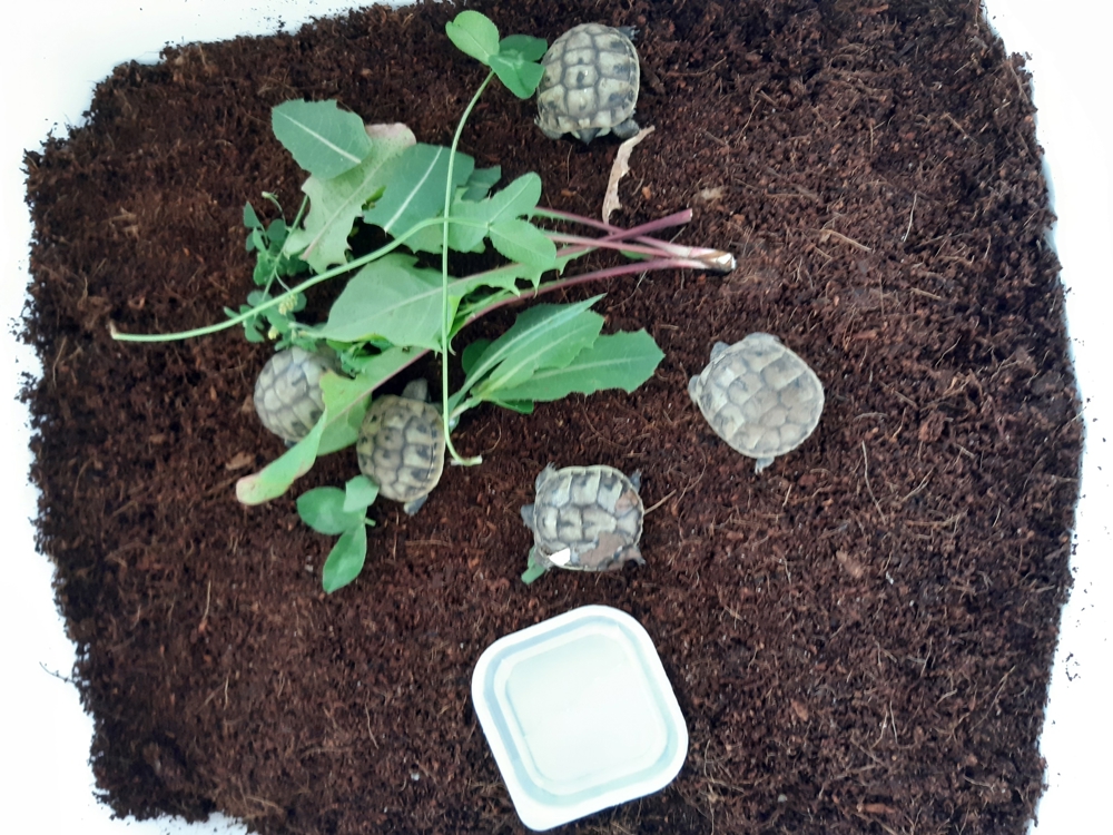 Griechische Landschildkröten