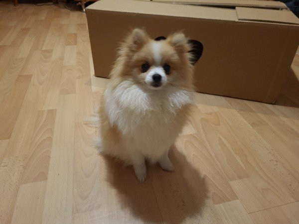 Pomeranian 