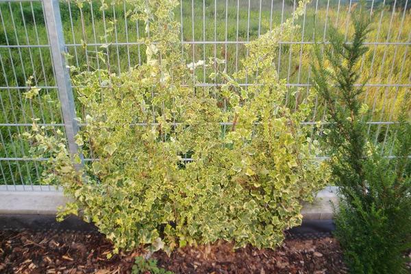 Großer Stock Efeu (wintergrün), optimal für neu angelegten Garten