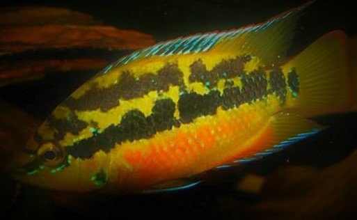 Trichromis cichlasoma salvini Rio Chacamax, DNZ