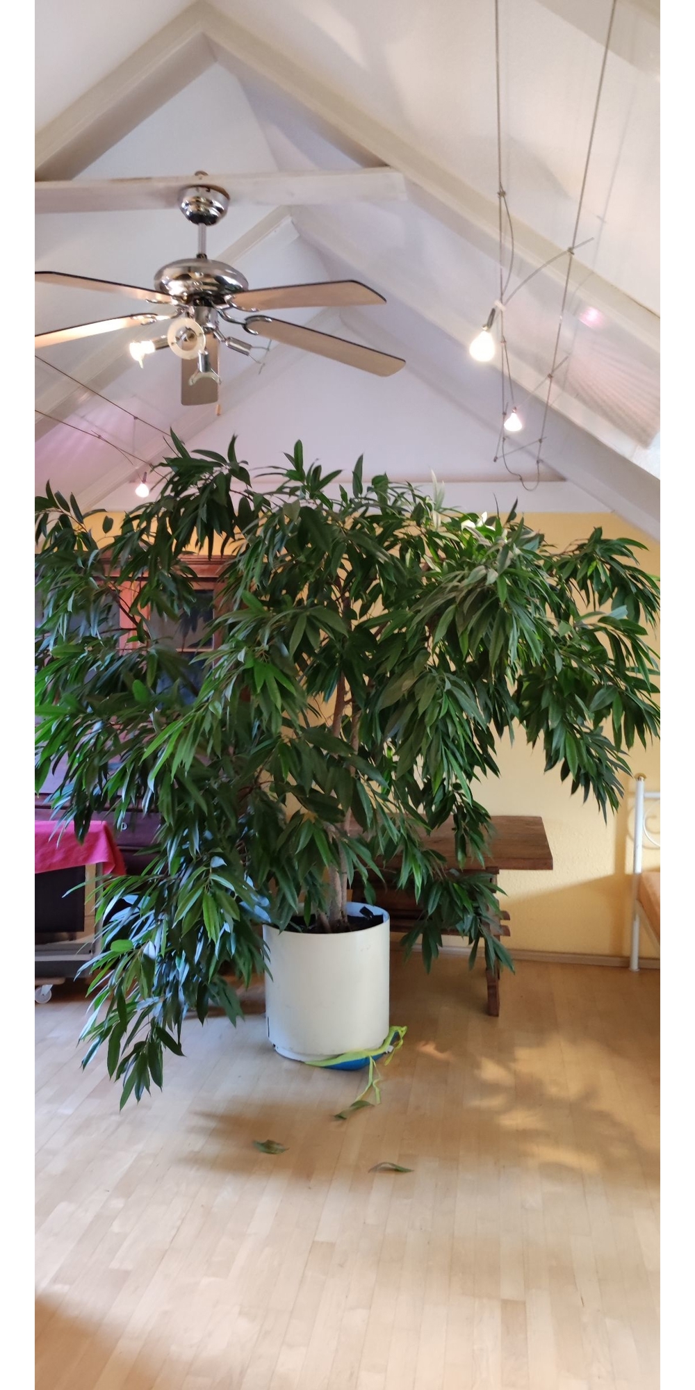 Ficus longifolia ( langblättrige Feige ) 250 x 280 cm