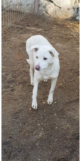 hübsche Maus träumt von einem Zuhause 