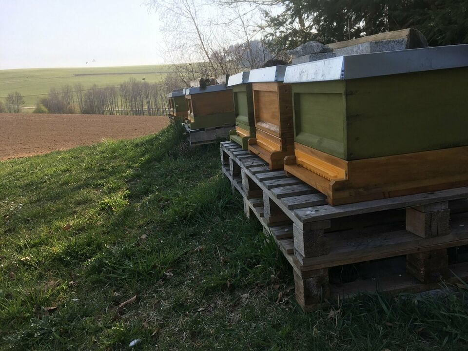 Friedliche Carnica Bienen Völker und Ableger Zandermaß