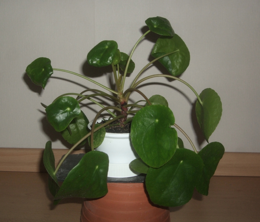 Ufopflanze Pilea peperomioides, Bauchnabelpflanze, 6 Stück