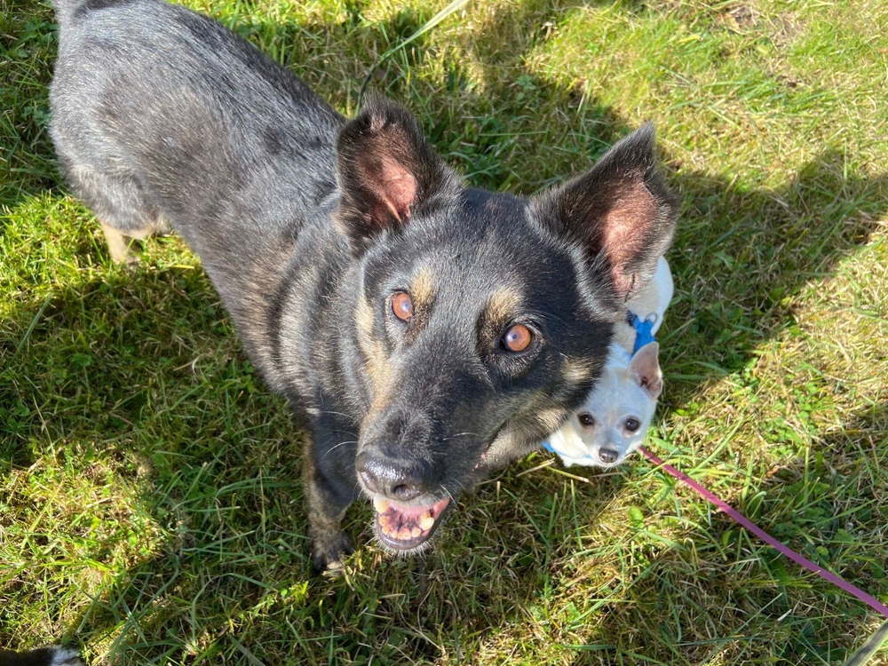 NELLO, Traumhund sucht Traumzuhause